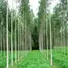 Nilgiri Trees,ಮಳೆನಾಡನ್ನೂ ಬರಡಾಗಿಸಿದ ನೀಲಗಿರಿ: ಅಂತರ್ಜಲ ಮಟ್ಟವನ್ನು ನಾಶ ಮಾಡುವ ...