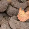 Elephant Foot Yam Benefits,ಸುವರ್ಣ ಗೆಡ್ಡೆ, ಆರೋಗ್ಯಕ್ಕೆ ಬಹಳ ಒಳ್ಳೆಯದು..ಮಿಸ್ ...