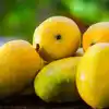 Mango Fruit,ಖಾಲಿ ಹೊಟ್ಟೆಯಲ್ಲಿ ಮಾವಿನ ಹಣ್ಣನ್ನು ಸೇವಿಸುತ್ತಿದ್ದೀರಾ ...