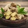 Benefits Of Ginger,ಹೊಸ ಹಾಗೂ ಹಳೆ ಶುಂಠಿ, ಇವೆರಡರಲ್ಲಿ ಆರೋಗ್ಯಕ್ಕೆ ಯಾವುದು ...