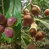 Baheda Herb,ಶಾಂತಿ ಮರದ ಆಯುರ್ವೇದ ಪ್ರಯೋಜನಗಳ ಬಗ್ಗೆ ನಿಮಗೆಷ್ಟು ಗೊತ್ತು? - all ...