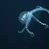 Glass Octopus Video,ಅಪರೂಪದ ಸಂಪೂರ್ಣ ಪಾರದರ್ಶಕ ಆಕ್ಟೋಪಸ್! : ಕುತೂಹಲಕಾರಿ ...