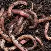 Vermicompost,ಎರೆಹುಳುವನ್ನು ರೈತಮಿತ್ರ ಎನ್ನುವರೇಕೆ? ಸಾವಯವ ಗೊಬ್ಬರದ ...