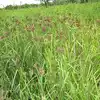 Ragi Crop,ಮಳೆ ಆರ್ಭಟಕ್ಕೆ ನೆಲ ಕಚ್ಚಿದ ರಾಗಿ ಬೆಳೆ! ನಷ್ಟದ ಆತಂಕದಲ್ಲಿ ರೈತ ...