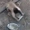 Monkey Imitating Human,ಮನುಷ್ಯರಂತೆಯೇ ಚೂರಿಯನ್ನು ಹರಿತ ಮಾಡುವ ಕೋತಿಯನ್ನು ...