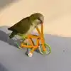 Parrot Cycling Video,Viral Video: ವ್ಹಾವ್... ಗಿಳಿ ಸೈಕಲ್ ತುಳಿಯುವುದನ್ನು ...