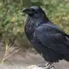 Smart Crow Video,Viral Video: ವ್ಹಾವ್... ಬೆರಗು ಮೂಡಿಸುತ್ತದೆ ಕಾಗೆಯ ಈ ಜಾಣತನ ...