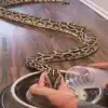 Thirsty Python,Viral Video: ಅಂಗೈಯಲ್ಲಿ ನೀರು ಹಿಡಿದು ಹೆಬ್ಬಾವಿಗೆ ಕುಡಿಸುವ ...