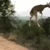 Flying Deer Video,Viral Video: ವ್ಹಾವ್... ಅದ್ಭುತ! ಜಿಂಕೆ ಇಷ್ಟು ಅದ್ಭುತವಾಗಿ ...