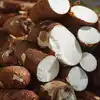Maragenasu Benefits,ಮರಗೆಣಸು ಸಿಕ್ಕರೆ ಬಿಡಬೇಡಿ! ಇದನ್ನು ಸೇವಿಸಿದರೆ ...