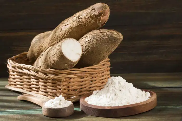 Maragenasu Benefits,ಮರಗೆಣಸು ಸಿಕ್ಕರೆ ಬಿಡಬೇಡಿ! ಇದನ್ನು ಸೇವಿಸಿದರೆ ...