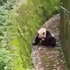 Panda Rolling Video,Viral Video: ಆಟ ಆಡುತ್ತಾ ಕಾಲ ಕಳೆಯುವ ಮುದ್ದಿನ ಪಾಂಡಾ ...