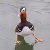 Dancing Duck Video,Viral Video: ಬಾತುಕೋಳಿಯ ಸುಂದರ `ಡ್ಯಾನ್ಸ್‌' ನೋಡಿದ್ದೀರಾ ...
