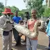 Chikkamaguluru News: A 12 Foot Long Python Swallowed A Goat Chick ...