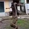 Dance With Python,Viral Video: ಬೃಹತ್ ಗಾತ್ರದ 2 ಹೆಬ್ಬಾವನ್ನು ಭುಜದಲ್ಲಿ ...