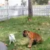 Tiger Cub And Rabbit Viral Video,Viral Video: ಹುಲಿ ಮರಿಯನ್ನೇ ಹೆದರಿಸಿ ...