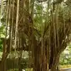 Big Banyan Tree In Bangalore A Haunted Place,ಬೆಂಗಳೂರಿನ ದೊಡ್ಡ ಆಲದ ...