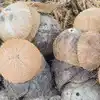 Coconut Shells In Kerala Good News For The Coconut Farmer - ಕೇರಳದಲ್ಲೀಗ ...
