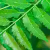 Neem Benefits,ಬೇವಿನ ಎಲೆಯನ್ನು ಮನೆಯಲ್ಲೇ ಇಷ್ಟೆಲ್ಲಾ ಆರೋಗ್ಯ ಸಮಸ್ಯೆಗಳಿಗೆ ...