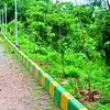 ಬೆಂಗಳೂರು ಹಸಿರೀಕರಣ,BBMP Plantation: ಬೆಂಗಳೂರಲ್ಲಿ ಒಂದು ಗಿಡ ನೆಡಲು 1 ಸಾವಿರ ...