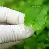 Mustard Leaves Benefits,ಸಾಸಿವೆ ಸೊಪ್ಪಿನ ಬಗ್ಗೆ ನಿಮಗೆ ಇದುವರೆಗೂ ಗೊತ್ತಿಲ್ಲದ ...