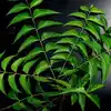 Neem Benefits,ಖಾಲಿ ಹೊಟ್ಟೆಯಲ್ಲಿ ಬೇವು ತಿನ್ನುವುದರಿಂದ ಆಗುವ ಲಾಭಗಳೇನು ...