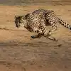 Cheetah Running Video,Viral Video : ಅಬ್ಬಬ್ಬಾ...! ಬೆರಗು ಮೂಡಿಸುತ್ತದೆ ಓಡುವ ...