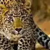 Leopard,leopard sighting in bangaluru: ಬೆಂಗಳೂರು ವಿವಿ ಆವರಣದಲ್ಲಿ ...