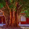 Sacred Trees In Hinduism,Trees Worship : ಪವಿತ್ರ ಗಿಡ ಮರಗಳಿಗೆ ರಕ್ಷಾ ಸೂತ್ರ ...