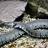 Snake Jumping From Roof,Viral Video : ಹಾವು ಮೇಲಿಂದ ಜಿಗಿಯುವುದನ್ನು ...