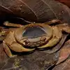 Karwar,Crab Discovered: ಯಲ್ಲಾಪುರದಲ್ಲಿ ಪತ್ತೆಯಾದ ಹೊಸ ಪ್ರಭೇದದ ಏಡಿಗೆ 'ಮಗಳ ...