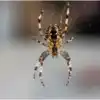 How To Get Rid Of Spiders,ಇಂತಹ ಮನೆಮದ್ದು ಟ್ರೈ ಮಾಡಿ, ಆಮೇಲೆ ಮನೆಯಲ್ಲಿ ಒಂದೂ ...
