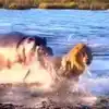 Hippo Attacks Lions,Viral Video : ಸಿಂಹದ ಮೇಲೆ ಹಿಪ್ಪೋ ದಾಳಿ! : ಬೆದರಿ ಓಡಿದ ...