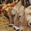 Allahabad High Court: ಗೋ ಹತ್ಯೆ ಮಾಡುವವರು ನರಕದಲ್ಲಿ ಕೊಳೆಯುತ್ತಾರೆ ...